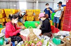 Long An: Phương pháp mới trồng thanh long giúp đưa trái đặc sản này bán ngon lành vào thị trường khó tính