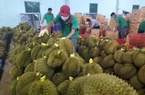 Nhiều doanh nghiệp đổ về cửa khẩu Móng Cái - Đông Hưng tìm bạn hàng xuất khẩu nông sản