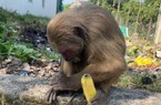 TT-Huế: Người dân bắt được khỉ quý hiếm đi lạc vào khu dân cư 