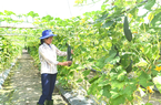 TP.HCM phát triển đô thị nén, không theo kiểu dàn hàng ngang