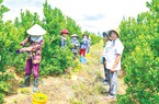 Giữa cánh đồng Thái Thịnh mọc lên vườn cây ăn trái tiền tỷ, trồng hạnh, mít Thái đều sai trái, thương lái thích mua