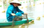 Nuôi trai lấy ngọc, dù lần đầu tiên, nông dân Hà Tĩnh đã trúng hàng trăm triệu đồng/năm