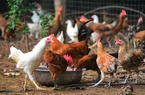 Bị kết án tù vì hù dọa 1.100 con gà của hàng xóm đến chết