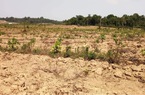 Tập đoàn công nghiệp cao su Việt Nam: Hơn 11.000ha đất trồng cao su bị lấn, chiếm và tranh chấp