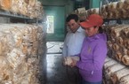 Đà Nẵng: Mở lối giúp người dân Hòa Vang thoát nghèo bền vững