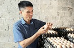 Từ 500 con gà đẻ, sau hơn 10 năm anh nông dân Thanh Hóa nhặt hơn 18.000 quả trứng/ngày