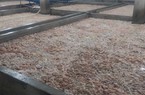Phát hiện doanh nghiệp tập kết hơn 7 tấn lòng lợn bốc mùi hôi thối
