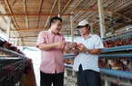 Chăn nuôi liên kết thành công tại Cần Đước, Long An 