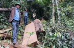 Kỷ luật nhiều tập thể, cá nhân ở tỉnh Gia Lai để xảy ra phá rừng ở 2 huyện Kbang, Kông Chro
