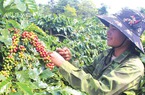 Cà phê thơm ngon nhất Việt Nam, trăm năm dâu bể bén rễ ở vùng đất Khe Sanh của Quảng Trị
