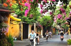 Du khách "lịm tim" với giàn hoa giấy đẹp rực rỡ ở phố cổ Hội An