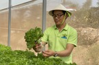 Vừa khởi nghiệp trồng rau sạch, một ông chủ ở Đồng Nai đã phải loay hoay tìm nơi bán