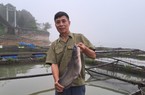 Một ông nông dân Thái Nguyên nuôi cá lăng dày đặc trên hồ Núi Cốc, bán 150.000 đồng/kg đắt hàng