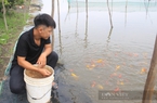 Là 1 trong 6 nhóm sản phẩm chủ lực của TP.HCM, cá cảnh đang gặp khó