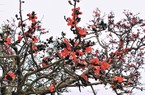 Một cây gạo cổ thụ độc đáo ở Bắc Giang, cây của một nhà mà cả làng coi là của chung