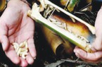 Đặc sản miền sơn cước ở TT-Huế, dân bổ cây tre ra thấy ngọ ngoậy, người háo hức, kẻ thấy sợ