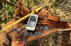 TT-Huế: Kỷ luật nhiều cán bộ bảo vệ rừng sau vụ loạt cây gỗ hàng chục năm tuổi bị đốn hạ