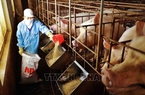 Giá thức ăn chăn nuôi tăng kỷ lục, người nuôi thua lỗ