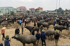 Nghệ An: Giá gia súc “chạm đáy”, người chăn nuôi thua lỗ 