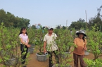 Quảng Nam: Vượt khó khăn - hoạt động tín dụng chính sách Hội An hái "quả ngọt"
