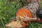 Thừa Thiên Huế: Xử lý vụ khai thác trái pháp luật gần 60m3 gỗ rừng phòng hộ 