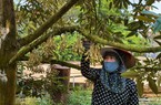 Tiếp vốn kịp thời, nông dân trồng sầu riêng Khánh Sơn thu tiền tỷ