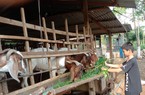 Cây tiêu hết thời, dân Bình Phước bỏ bê để nuôi dê, nay dê mất giá, liệu con dê thời đã hết?