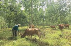 Một đảng viên dân tộc Ca Dong làm kinh tế giỏi ở huyện miền núi tỉnh Quảng Nam
