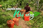 Chuyển động Nhà nông 18/4: Đào được mùa được giá, bà con vùng cao kiếm bộn tiền