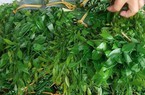 Rau gì ngày xưa bộ đội ta phơi khô để dành thay mì chính, tốt cho người mới ốm dậy, bổ hơn rau ngót?