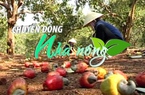 Chuyển động Nhà nông 19/4: “Thủ phủ” trồng điều Bình Phước trong nỗi lo mất mùa, rớt giá