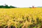 Gạo phẩm cấp cao chiếm 50% trong tổng lượng gạo xuất khẩu của Việt Nam