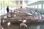 Nuôi lợn thua lỗ nặng, nông dân một xã trọng điểm về chăn nuôi của Thái Bình lên tiếng kêu khổ