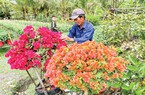 Kinh tế hoa kiểng Việt Nam, nhiều mô hình đạt doanh thu từ 800 triệu đồng đến 2,5 tỉ đồng/ha