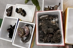 "Sập" tụ điểm tàng trữ hàng chục cá thể động vật hoang dã ở Thừa Thiên Huế