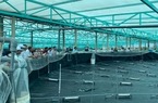 Nuôi tôm công nghệ cao ở Bà Rịa-Vũng Tàu năng suất tôm tăng 20 lần, nông dân lãi hàng tỷ đồng