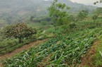 Mường Khương: Thiệt hại hơn nửa tỷ đồng do dông lốc