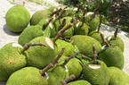 Giá mít Thái hôm nay 24/4: Giá mít Tiền Giang 32.000 đồng/kg, đừng sợ giá mít giảm mà bán vội