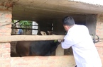 Sơn La: Phòng chống dịch bệnh lở mồm long móng