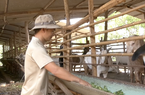 Dê ăn vẫn khỏe, đẻ vẫn đều, nông dân Đồng Nai buồn bởi giá dê hơi thấp, gọi "cháy máy" thương lái biệt tăm