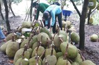 Giá mít Thái hôm nay 26/4: Vựa thu mua mít quá khắt khe vì lý do gì?