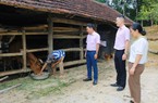Tín dụng chính sách tiếp sức cho huyện miền núi Tân Kỳ của tỉnh Nghệ An giảm nghèo bền vững