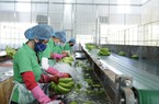 Đại hội đồng cổ đông thường niên 2023 HNG: Thực hiện sản xuất nông nghiệp quy mô lớn, dự kiến thu 1.282 tỷ đồng