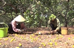 Loại cây ở nơi này của Gia Lai trước nhặt hạt mỏi tay, nay thất thu kép liên tục, nông dân chán nản