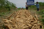Phía Trung Quốc tới tấp hỏi mua một loại tinh bột của Việt Nam, giá cao cũng chấp nhận