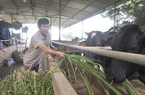 Nuôi giống bò "siêu to khổng lồ", chăm thì nhàn thôi, một nông dân ở Quảng Nam lãi lớn