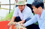 Nuôi tôm gì mà bắt lên chậu toàn con to bự, dân xã này ở Trà Vinh bán 240.000-280.000 đồng/kg?