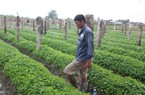 Nông dân nơi này ở Bình Thuận trồng rau sạch, cắt, hái, nhổ đến đâu bán hết sạch đến đó