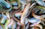 Loài cá được mệnh danh là "nhân sâm nước", vị thuốc cho phái mạnh, lại sống khỏe, nuôi ở đâu cũng được