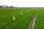 Nam Định: Khẩn trương phòng trừ sâu bệnh gây hại lúa xuân